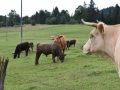 Baby-boeuf-2020-01