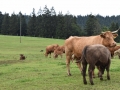 Baby-boeuf-2020-02