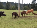 Baby-boeuf-2020-04