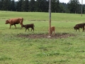 Baby-boeuf-2020-05