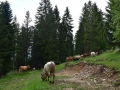 Baby-boeuf-2020-06