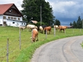 Baby-boeuf-2020-07
