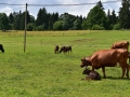 Baby-boeuf-2020-08