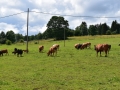 Baby-boeuf-2020-09