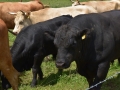 Baby-boeuf-2020-10