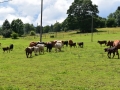 Baby-boeuf-2020-11