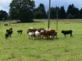 Baby-boeuf-2020-12