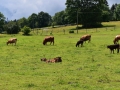 Baby-boeuf-2020-13