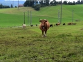 Baby-boeuf-2020-16