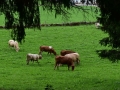 baby-boeuf_02