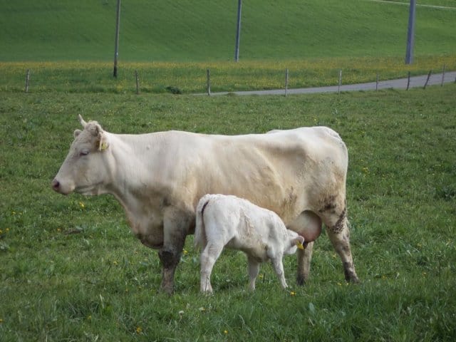 Présentation ferme baby-bœuf - troupeau bio Bourgeon au pâturage, Val-de-Travers